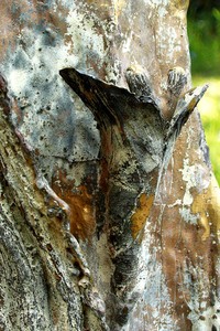 Bronze Sculptures