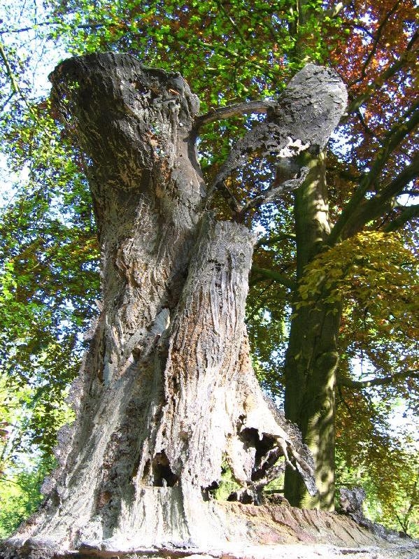 Beslan - tree