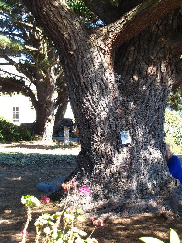 Residency in Mendocino, California