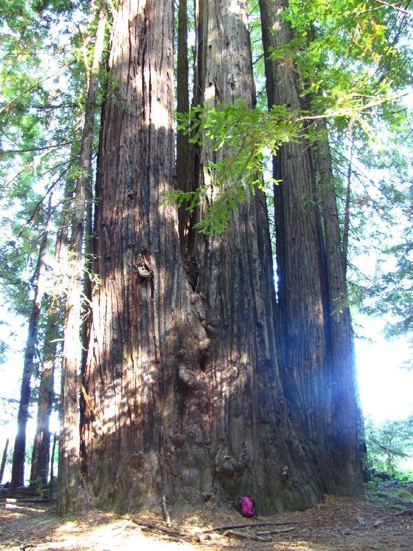 Residency in Mendocino, California