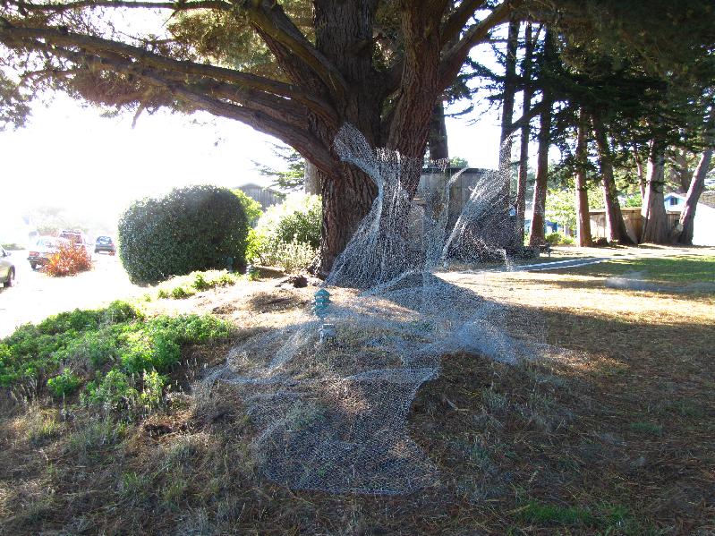 Residency in Mendocino, California