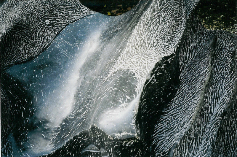 Wave
